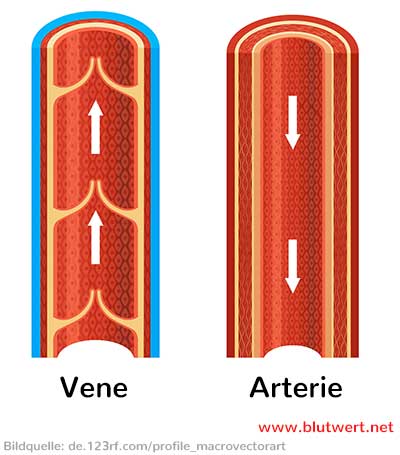 Aufbau eines Blutgefäßes