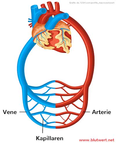 Blutgefäßsystem schmeatisch